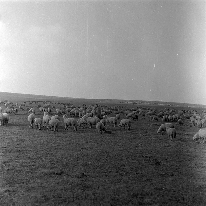 minerva_1985_c2_c3r2_006