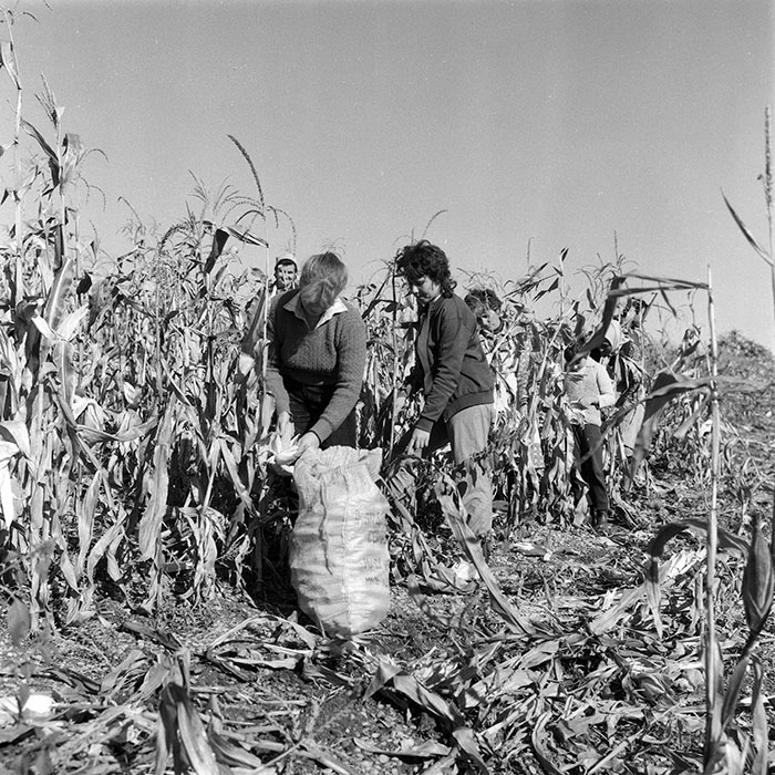 minerva_1985_c2_c3r2_034