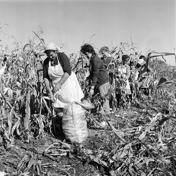 minerva_1985_c2_c3r2_035