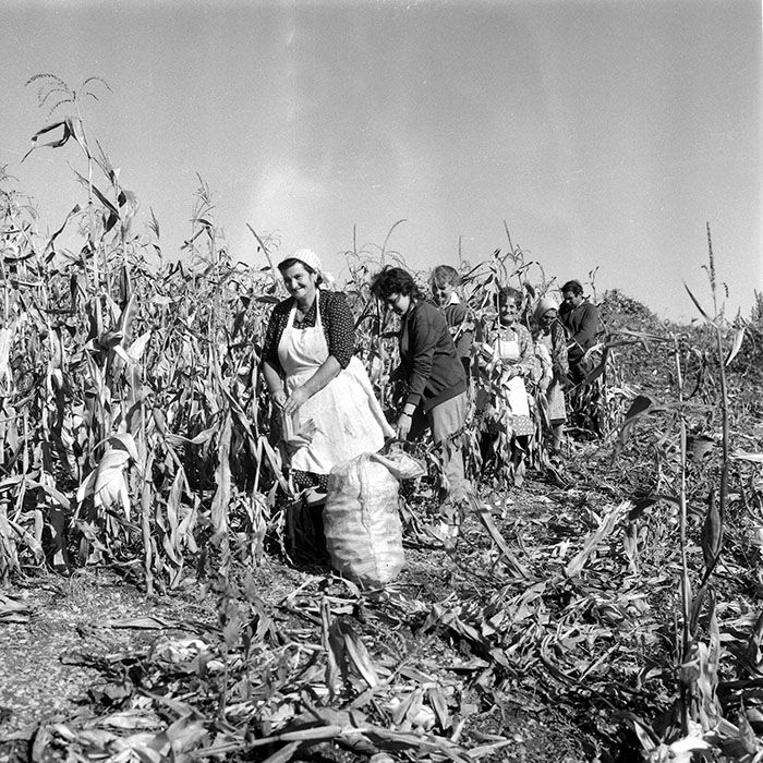 minerva_1985_c2_c3r2_036