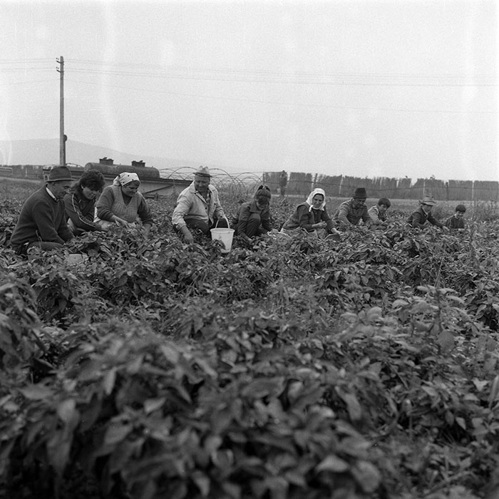 minerva_1985_c2_c3r2_042