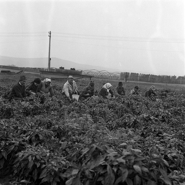 minerva_1985_c2_c3r2_043