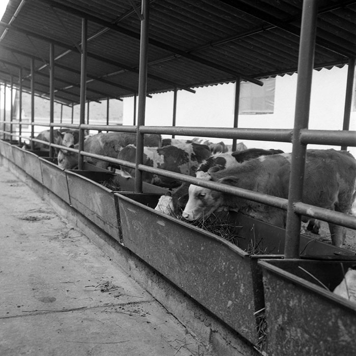 minerva_1985_c2_c3r3_021