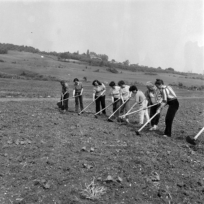 minerva_1985_c2_c3r3_027