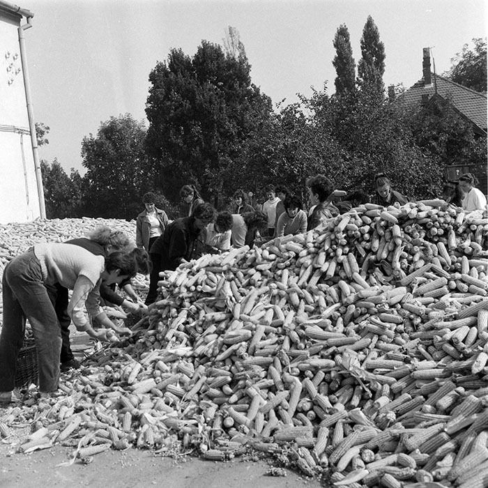 minerva_1985_c2_c3r3_036