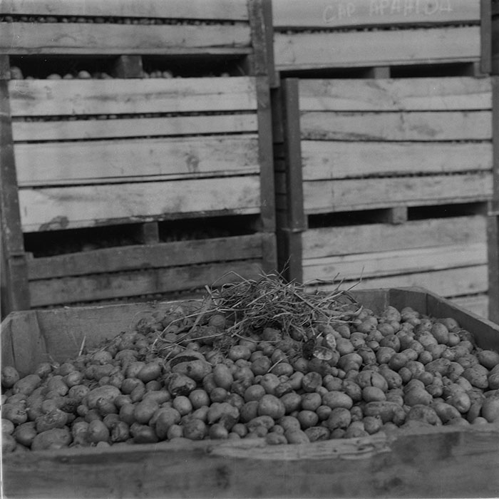 minerva_1985_c2_c3r4_001