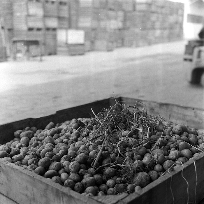 minerva_1985_c2_c3r4_004