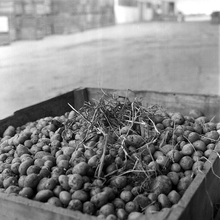 minerva_1985_c2_c3r4_005