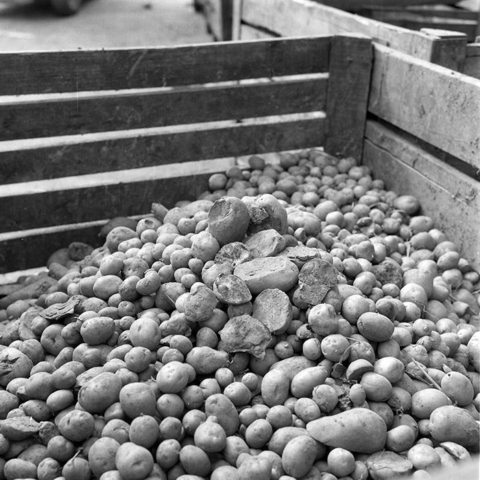 minerva_1985_c2_c3r4_006