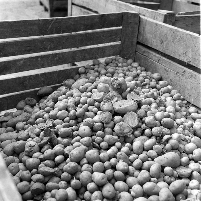 minerva_1985_c2_c3r4_007