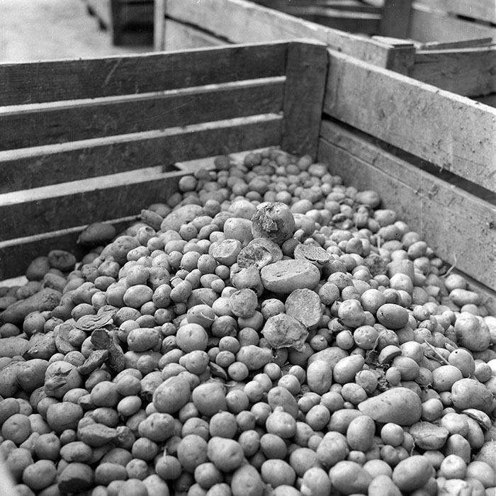 minerva_1985_c2_c3r4_008