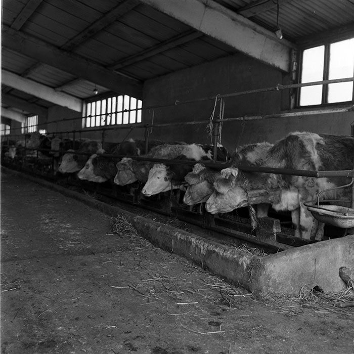 minerva_1986-1987_agrar_c10r4_001