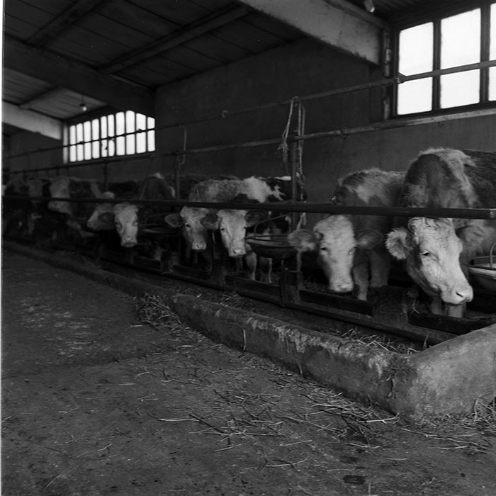 minerva_1986-1987_agrar_c10r4_002