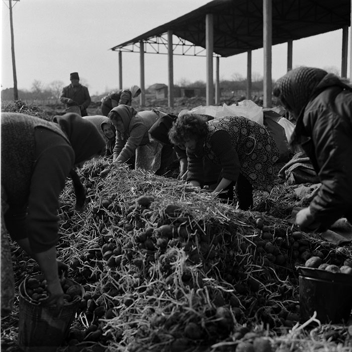 minerva_1986-1987_agrar_c10r4_007