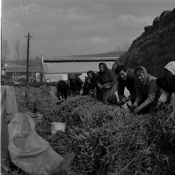 minerva_1986-1987_agrar_c10r4_009