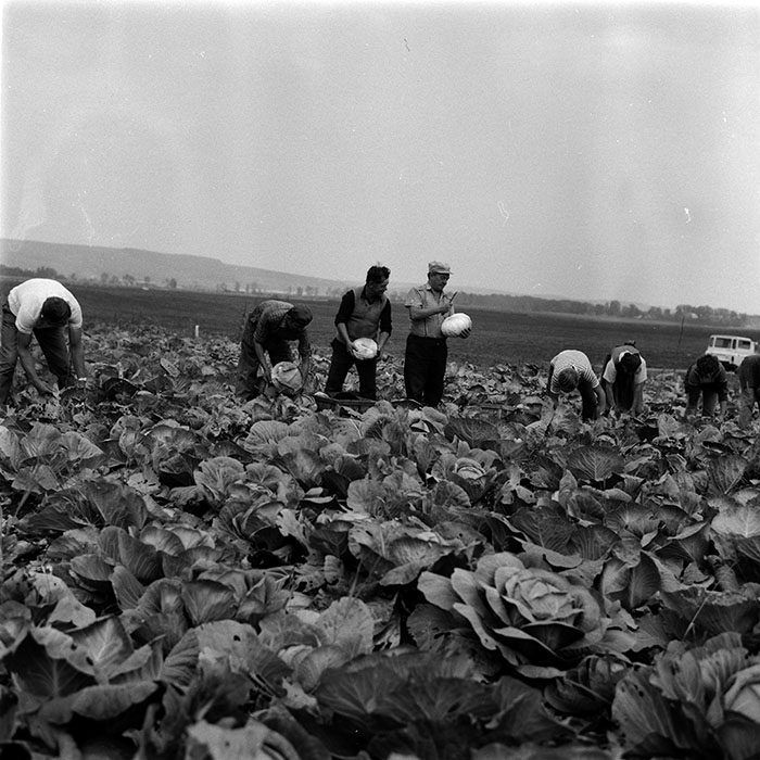 minerva_1986-1987_agrar_c1r1_004