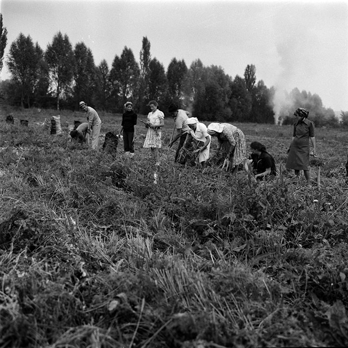 minerva_1986-1987_agrar_c1r1_007