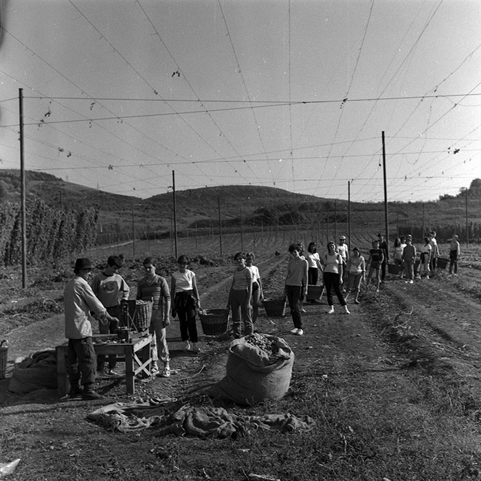 minerva_1986-1987_agrar_c1r4_001