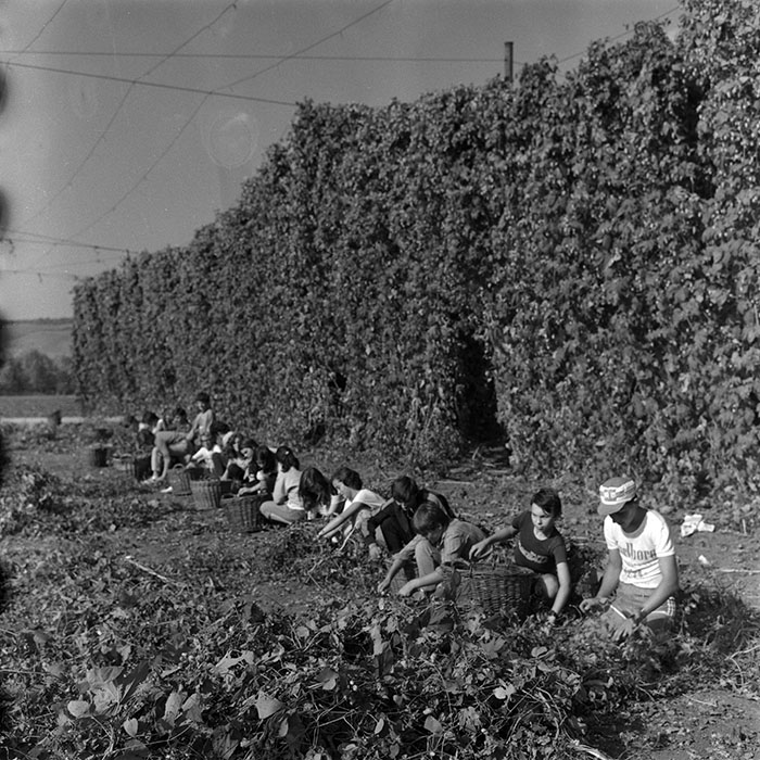 minerva_1986-1987_agrar_c1r4_007