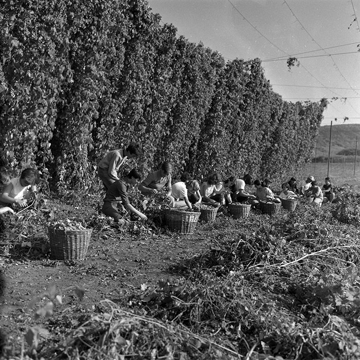 minerva_1986-1987_agrar_c1r4_009