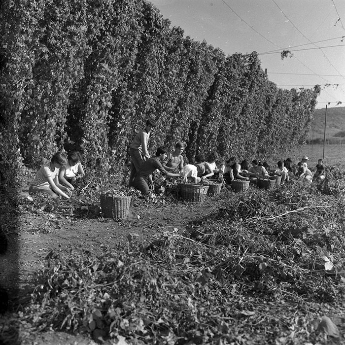 minerva_1986-1987_agrar_c1r4_010