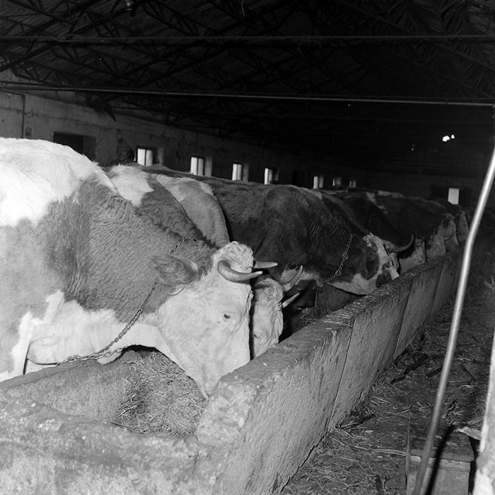 minerva_1986-1987_agrar_c1r5_007