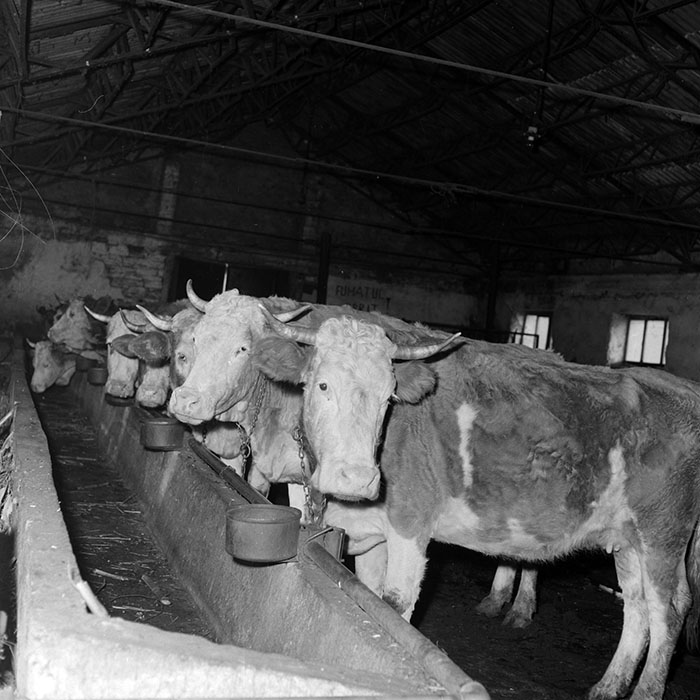 minerva_1986-1987_agrar_c1r5_008