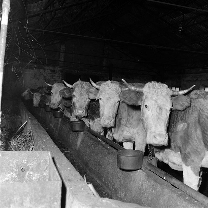 minerva_1986-1987_agrar_c1r5_009