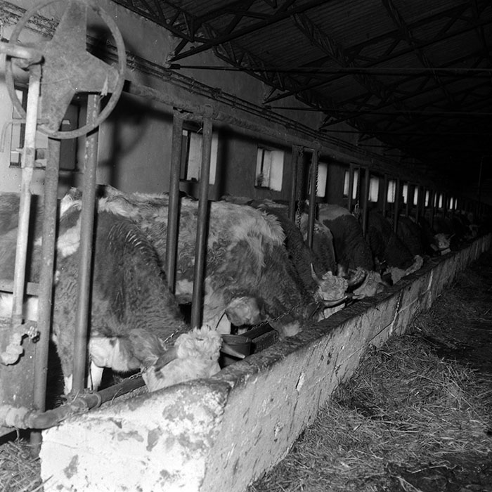 minerva_1986-1987_agrar_c1r5_013