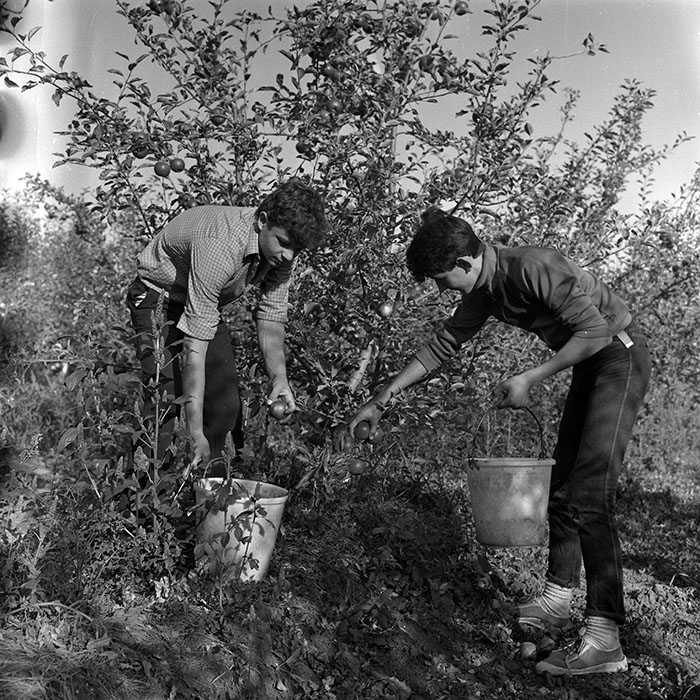 minerva_1986-1987_agrar_c2r1_004