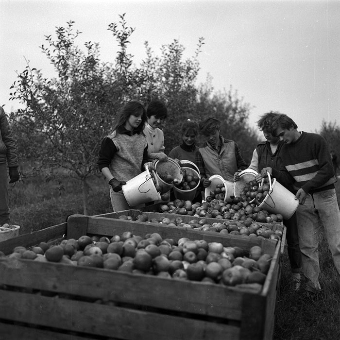 minerva_1986-1987_agrar_c2r1_012