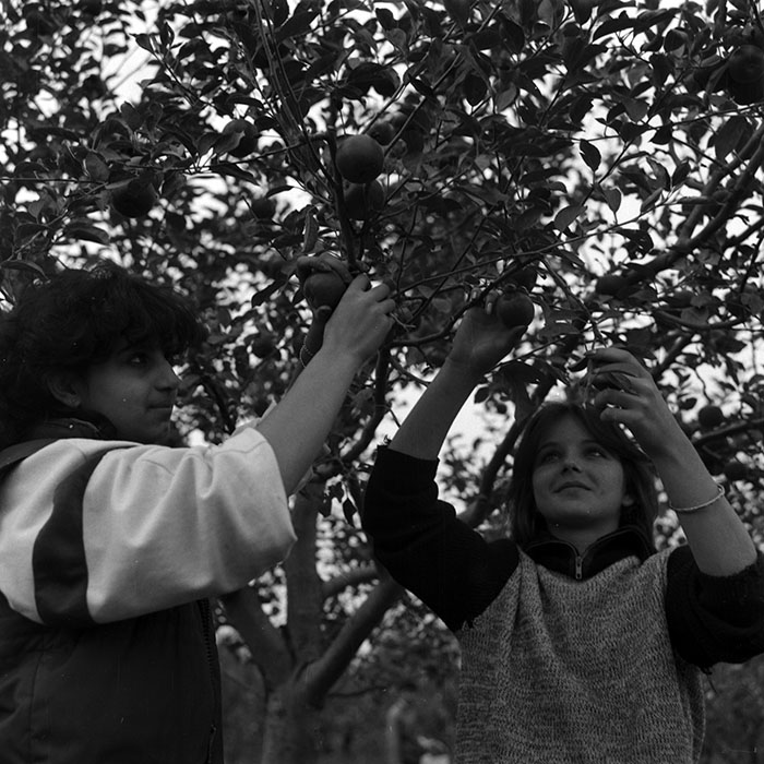 minerva_1986-1987_agrar_c2r1_015