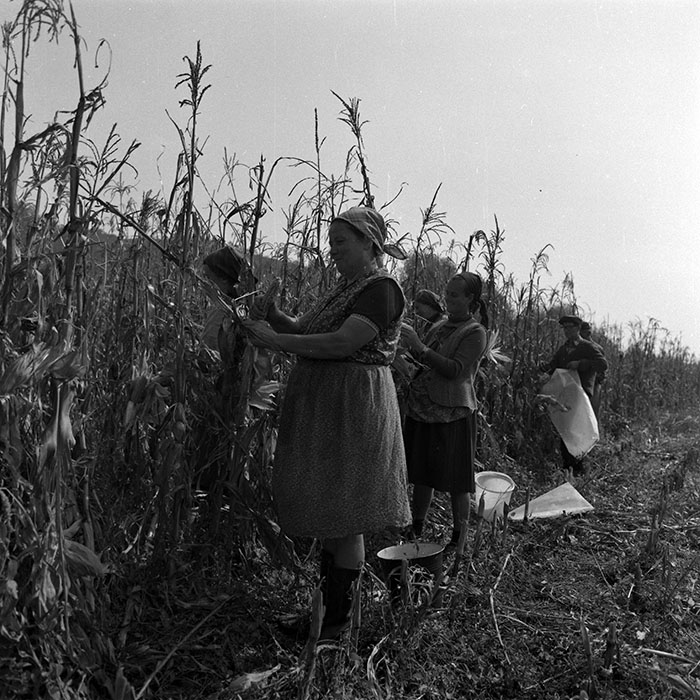 minerva_1986-1987_agrar_c2r3_001