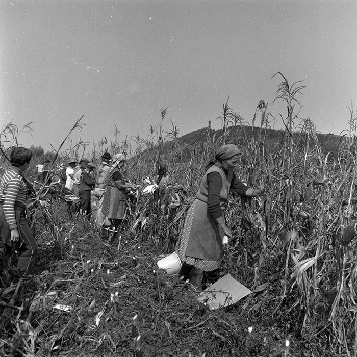 minerva_1986-1987_agrar_c2r3_002