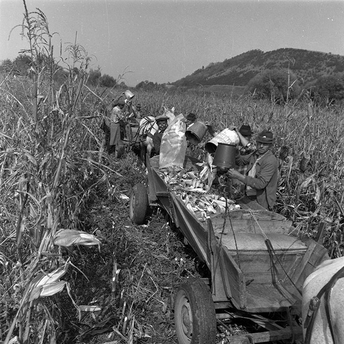 minerva_1986-1987_agrar_c2r3_003