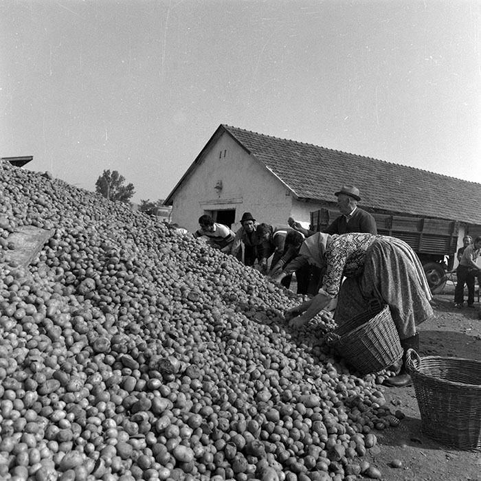 minerva_1986-1987_agrar_c2r3_006