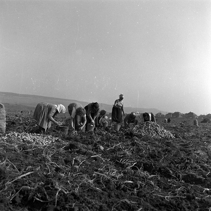 minerva_1986-1987_agrar_c2r3_007