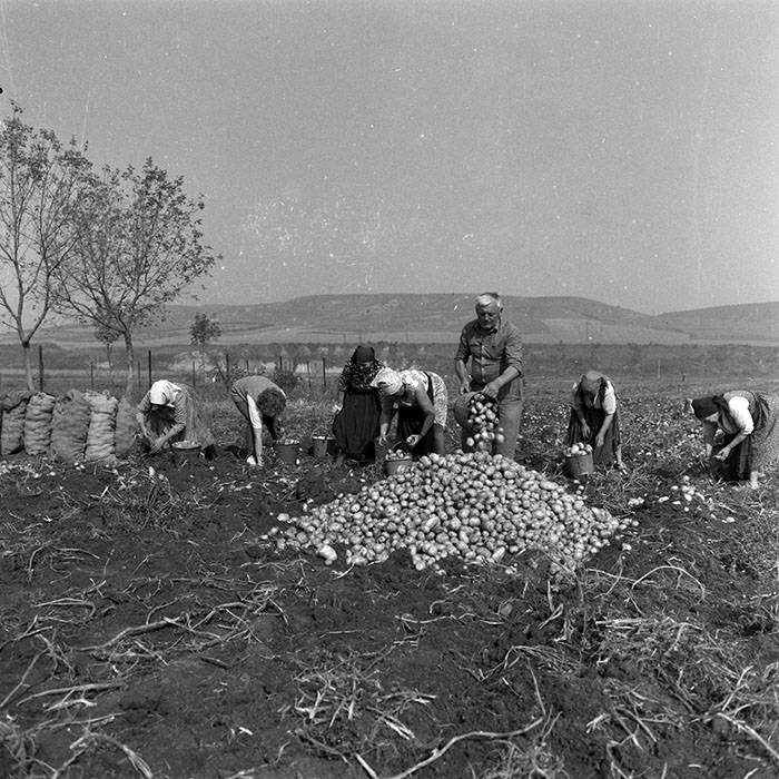 minerva_1986-1987_agrar_c2r3_008