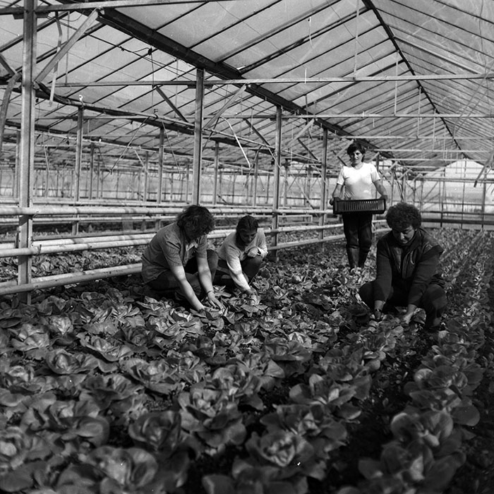 minerva_1986-1987_agrar_c2r4_002