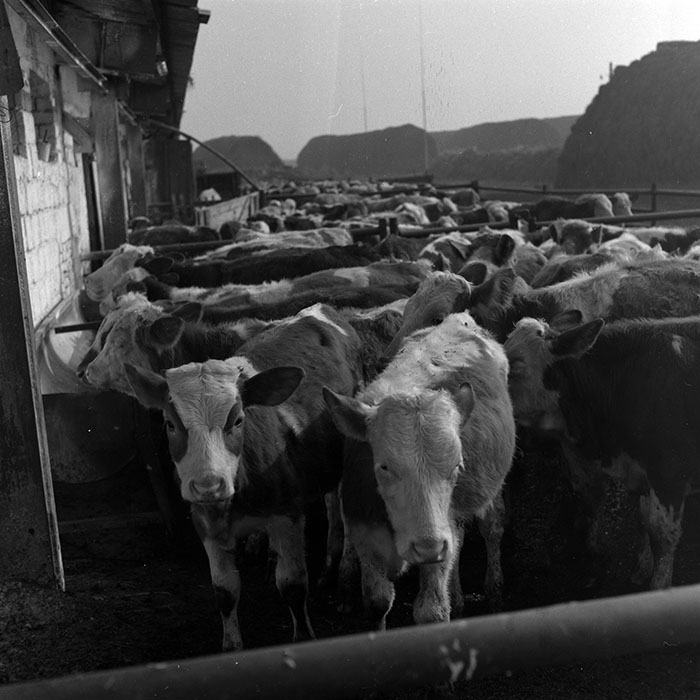 minerva_1986-1987_agrar_c2r4_009