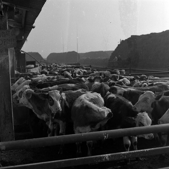 minerva_1986-1987_agrar_c2r4_010