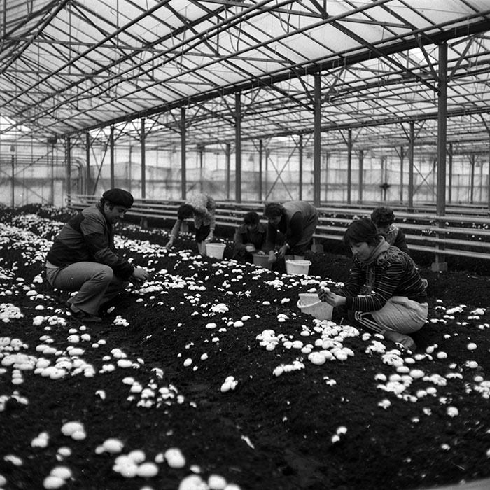 minerva_1986-1987_agrar_c2r5_001