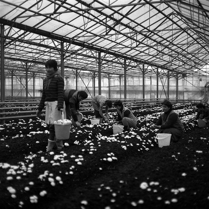 minerva_1986-1987_agrar_c2r5_002