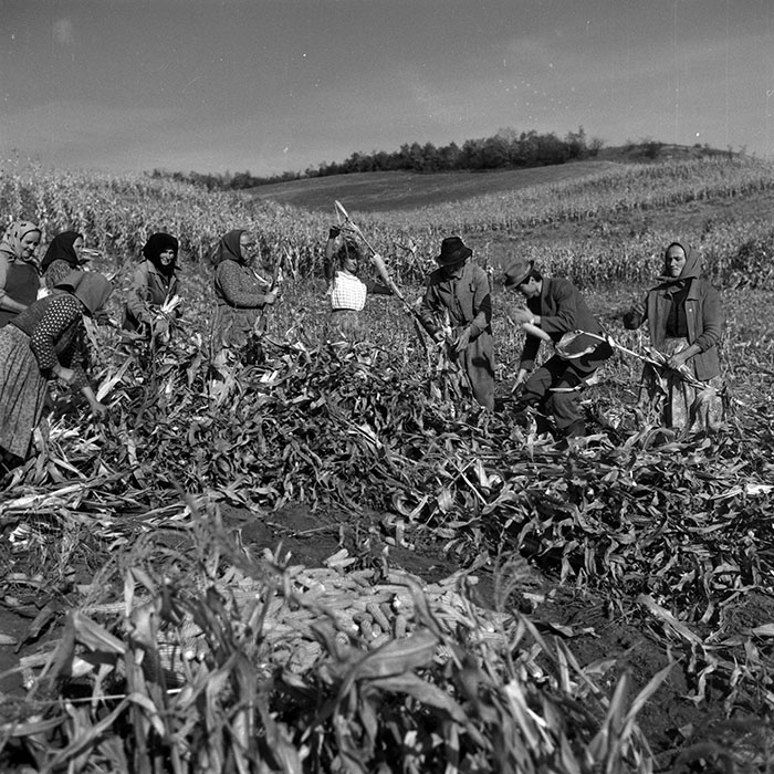 minerva_1986-1987_agrar_c3r1_002