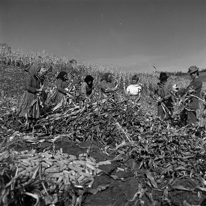 minerva_1986-1987_agrar_c3r1_003