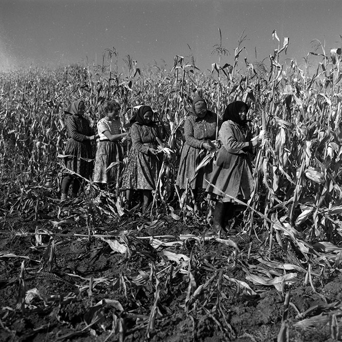 minerva_1986-1987_agrar_c3r1_006