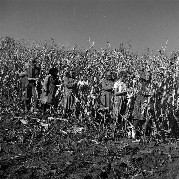 minerva_1986-1987_agrar_c3r1_009