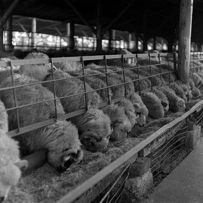 minerva_1986-1987_agrar_c3r3_002