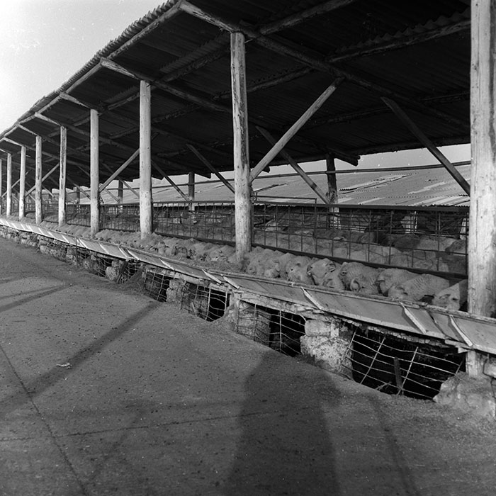 minerva_1986-1987_agrar_c3r3_003