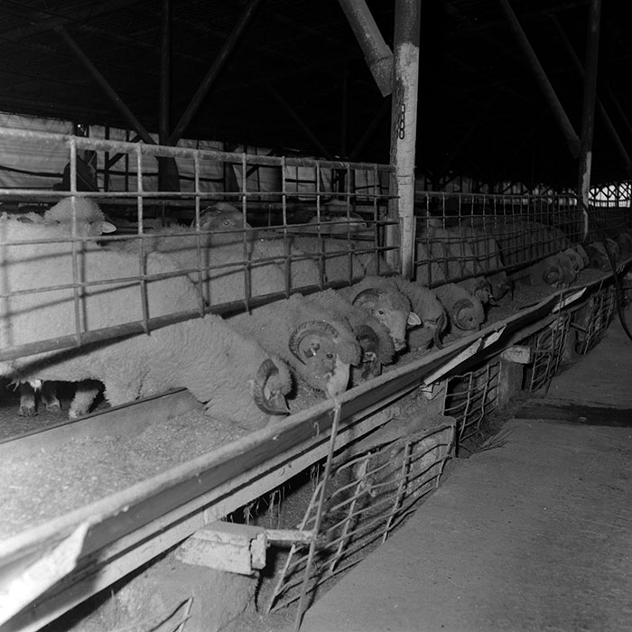 minerva_1986-1987_agrar_c3r3_004